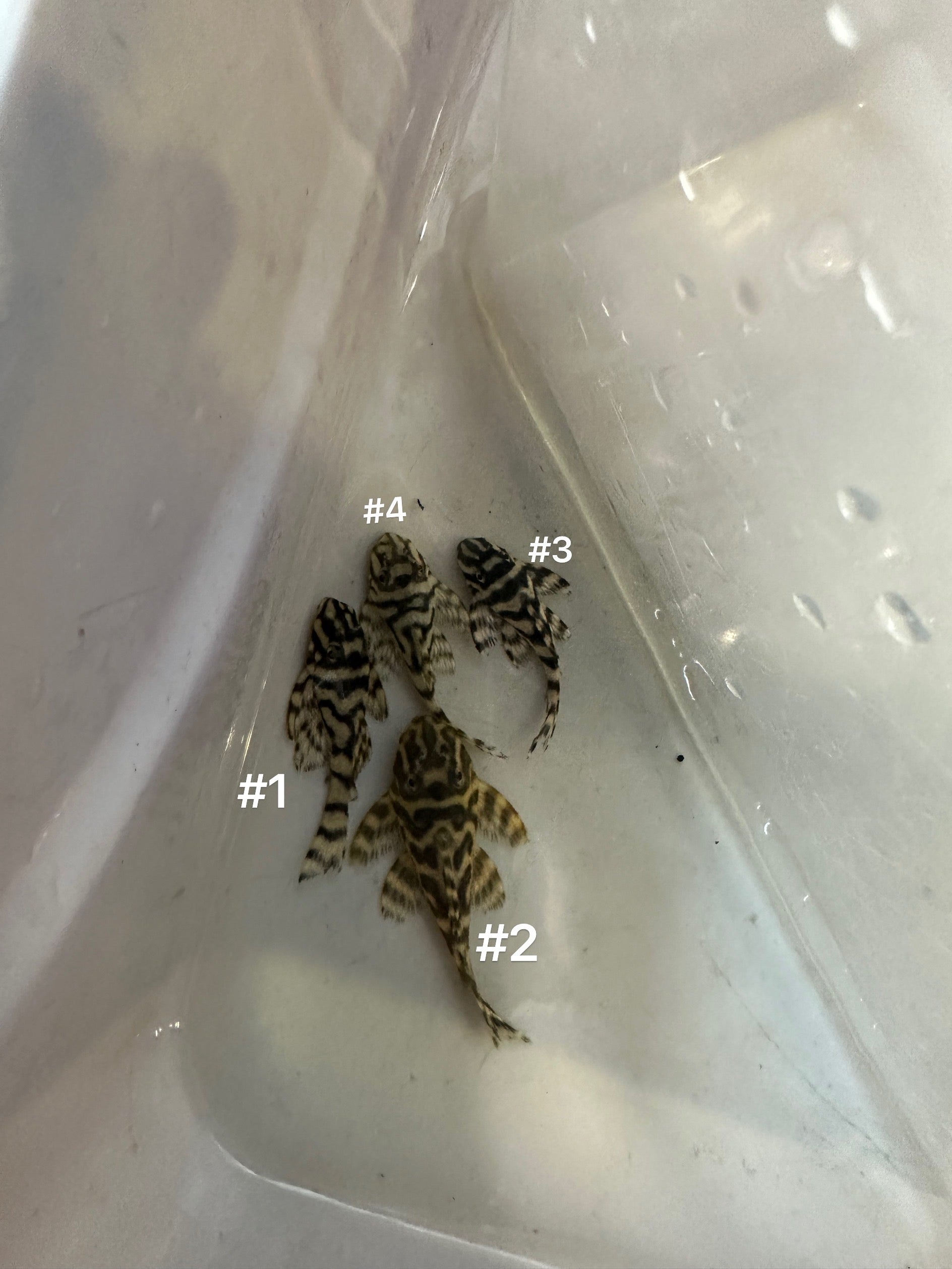 L129 Mega Clown Pleco special pattern