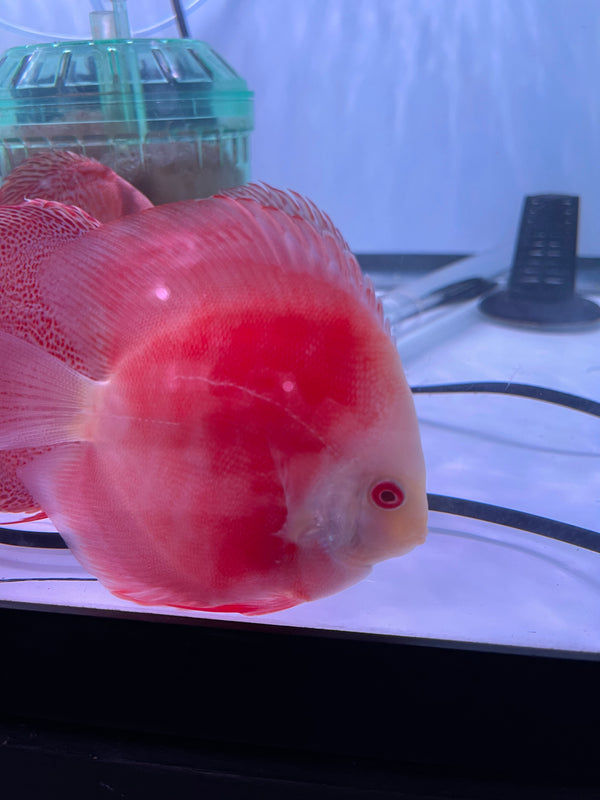 Albino Fiji Discus (Symphysodon aequifasciatus)