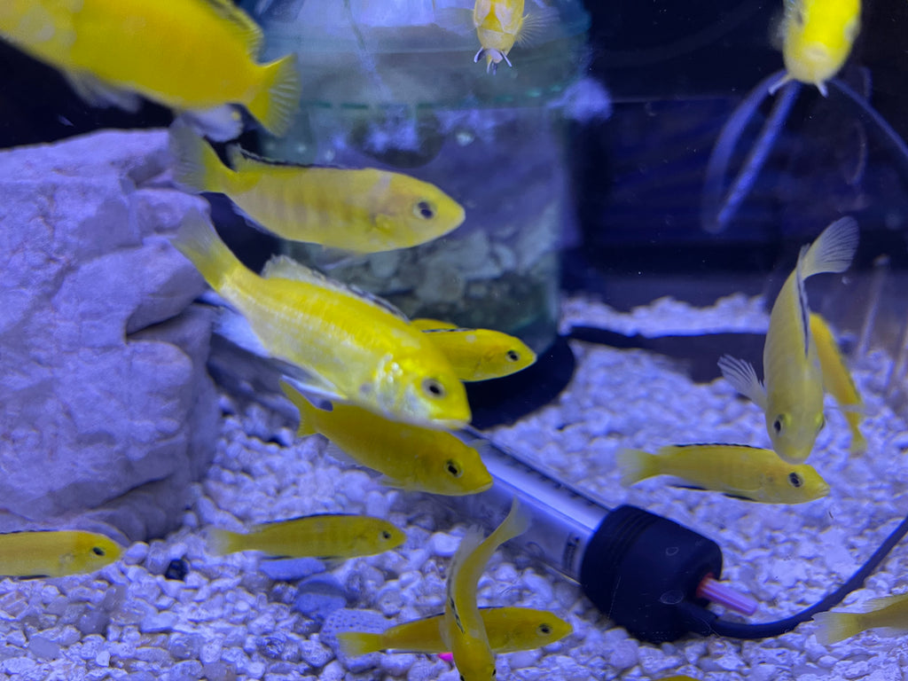Yellow lab cichlid (Labidochromis caeruleus)