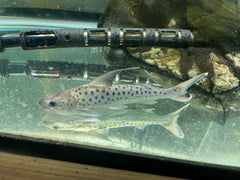 Lince Catfish (Platynematichthys notatus)