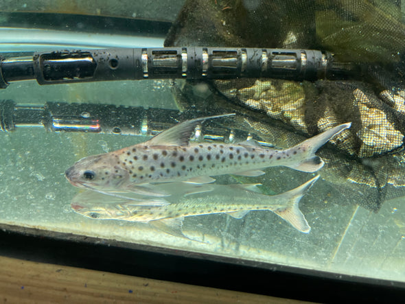 Lince Catfish (Platynematichthys notatus)