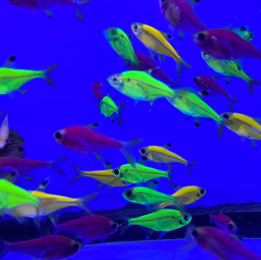 Pristella Tetra 20 Gallon Community Collection 16ct - GloFish®