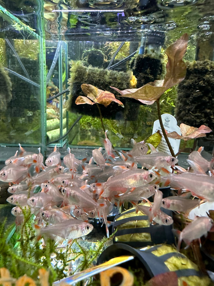 Candy Cane Tetra (hyphessobrycon sp)