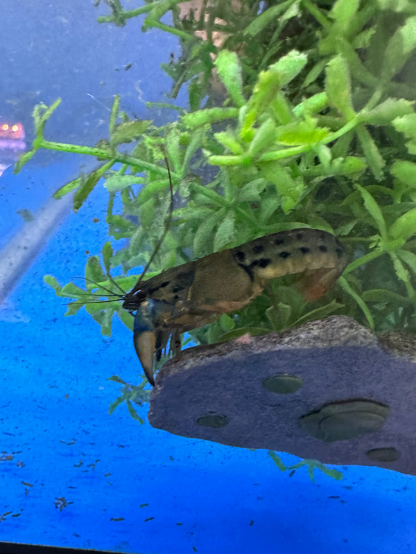 Misol island Crayfish (female only)