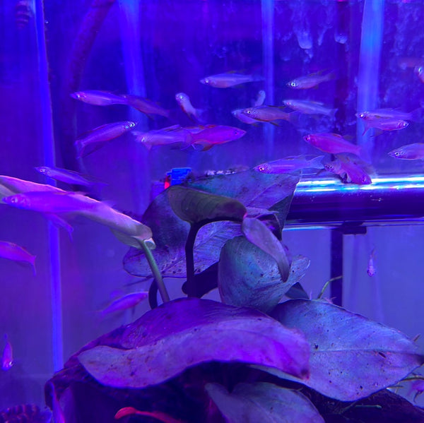 Threadfin Rainbow ( Iriatherina werneri )