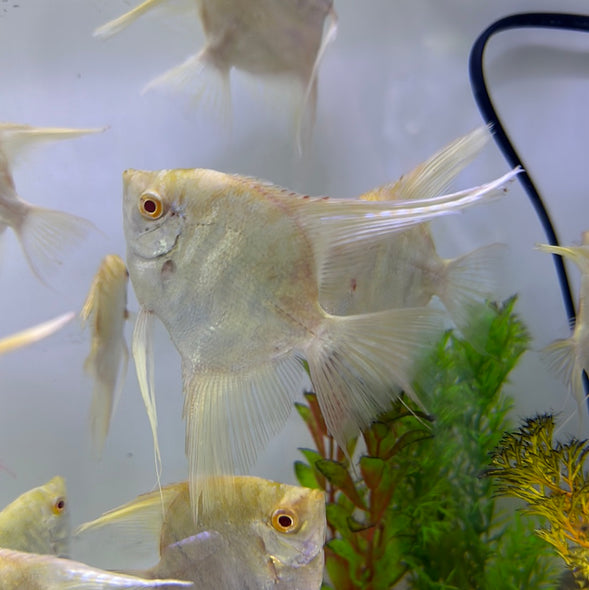 Albino marble gold Angel red eye (Pterophyllum scalare)