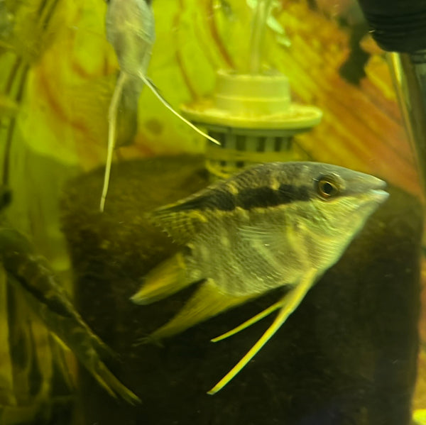 Festivus Cichlid (Mesonauta festivus)
