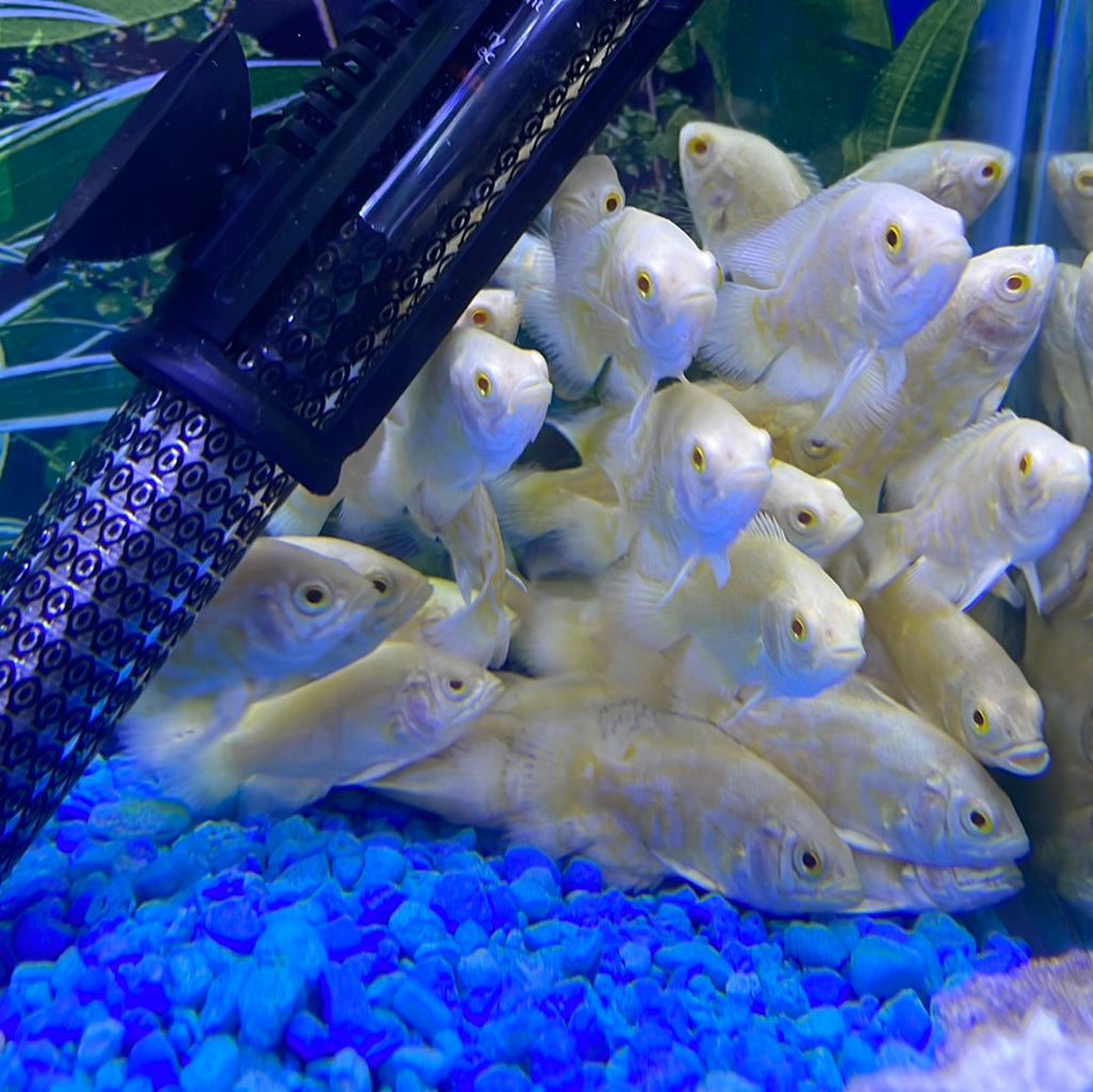 Lemon Oscar (Astronotus ocellatus) – monsteraquariumonline