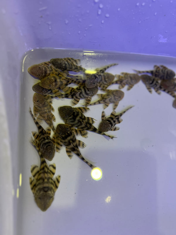 L397 Alenquer Tiger Pleco (Panaqolus sp)
