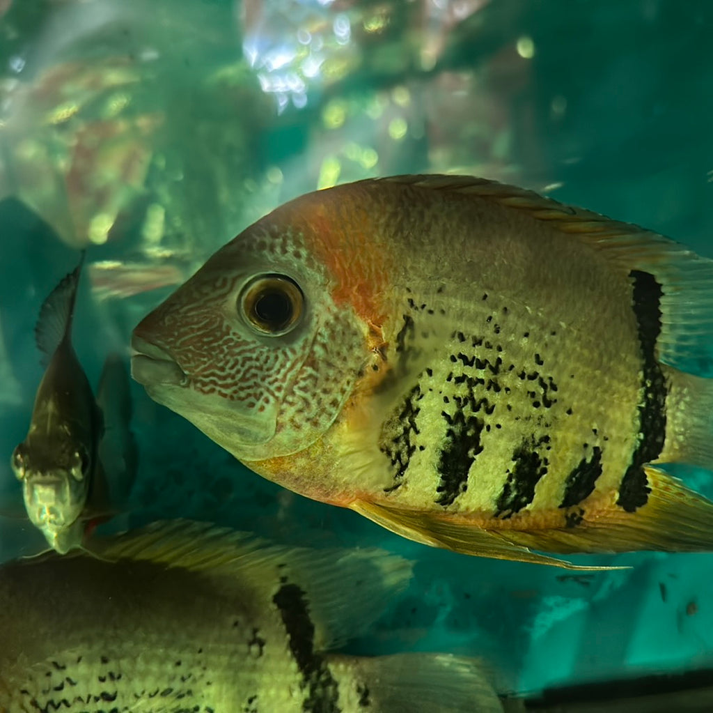Red Shoulder Severum (Heros cf. efasciatus) – monsteraquariumonline