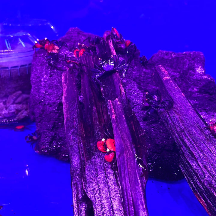 Vampire Crab (Geosesarma dennerle)
