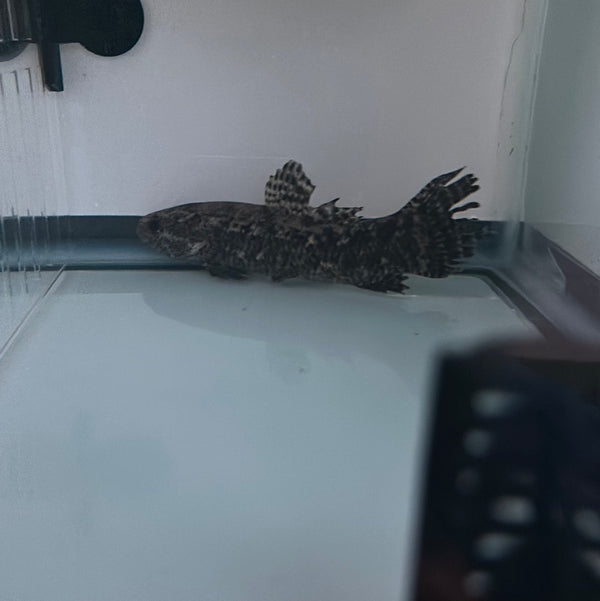 Black Wolf fish (Hoplias curupira)