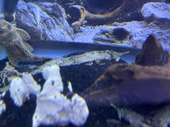 Knobnose Whiptail Catfish ( Hemiodontichthys acipenserinus )