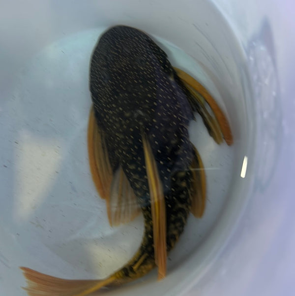 Luteus Pleco Phase 2 (Hypostomus luteus)