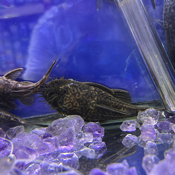 L267 Bristlenose pleco ( Ancistrus Loricariidae )
