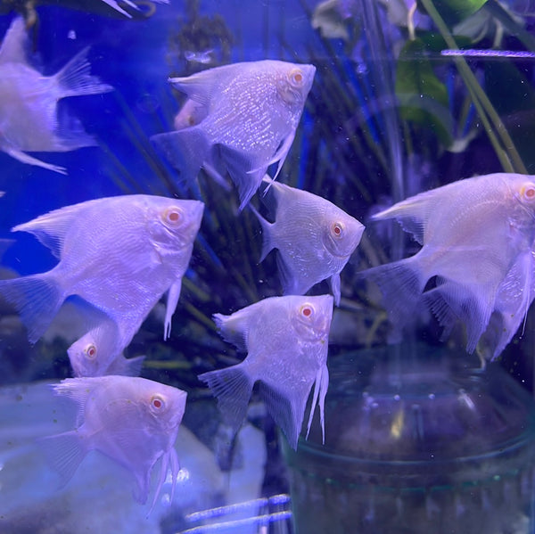 Albino Angel (Pterophyllum scalare)