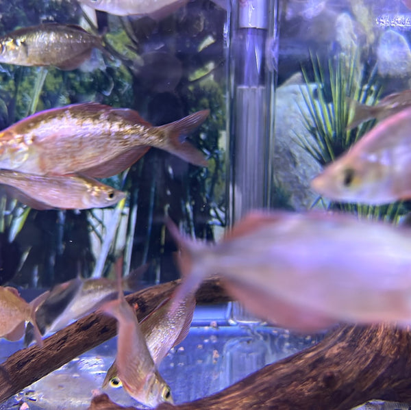 Red Rainbow ( Glossolepis incisus)