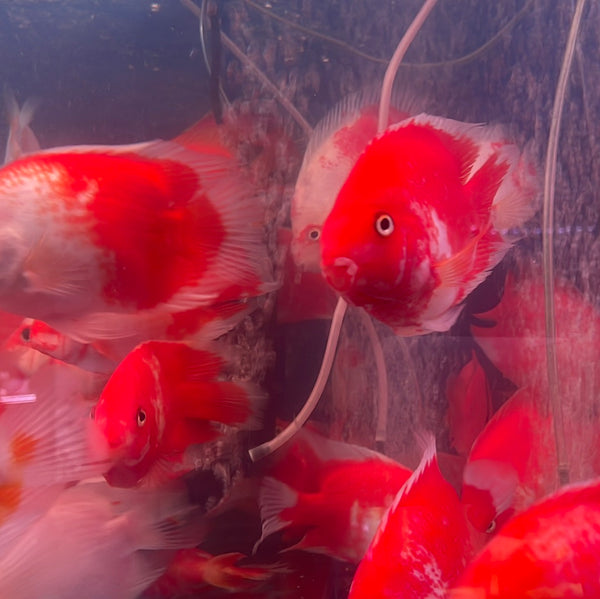 Kohaku Parrot ( red & white ) (Amphilophus citrinellus x Paraneetroplus synspilus)