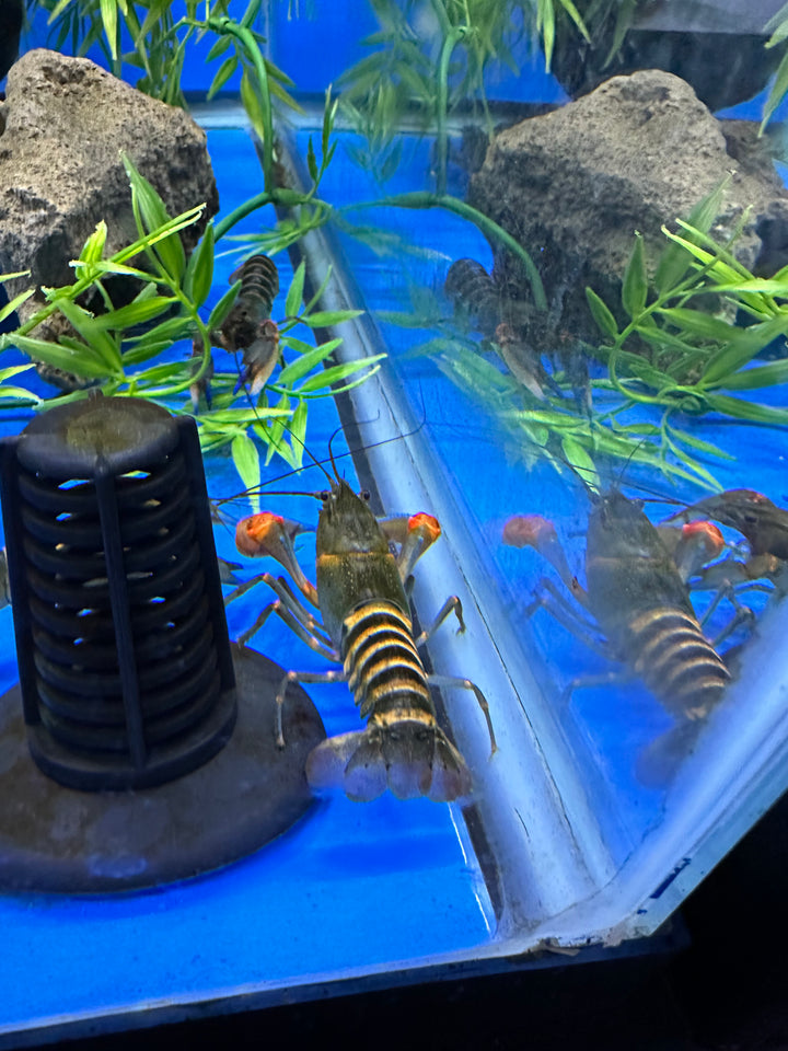 Blue claw Crayfish (Cherax peknyi)