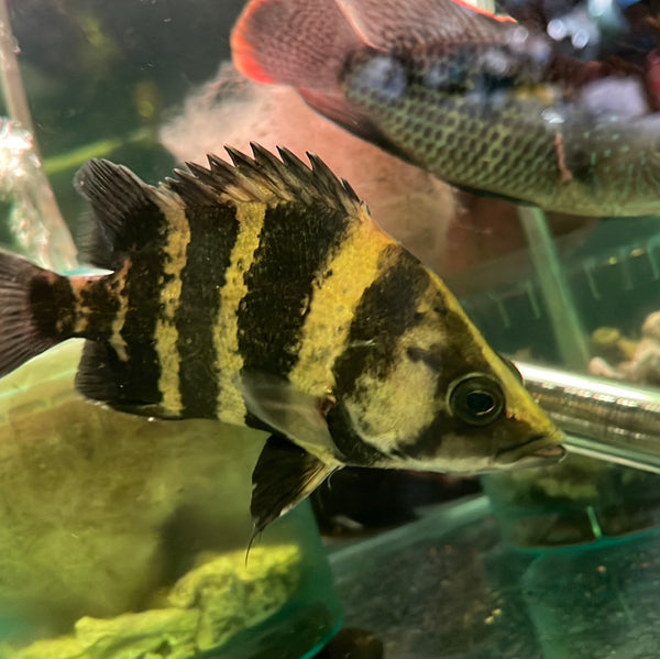 NGT Papua Tiger Datnoid (Datnioides campbelli)
