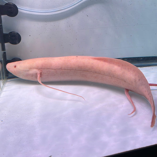 Marbled albino Lungfish (Protopterus Aethiopicus)
