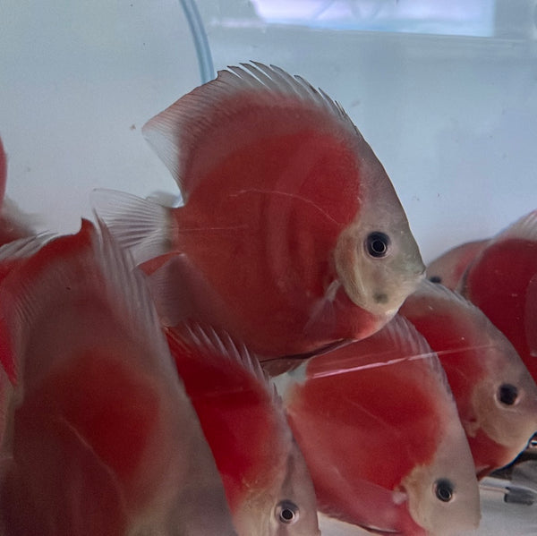 Red Cover Discus (Symphysodon aequifasciatus)