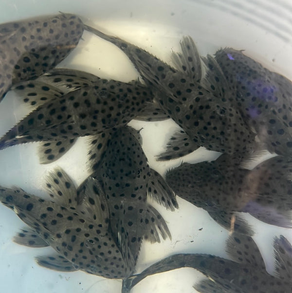 L264 Sultan Pleco (Leporacanthicus joselimai)