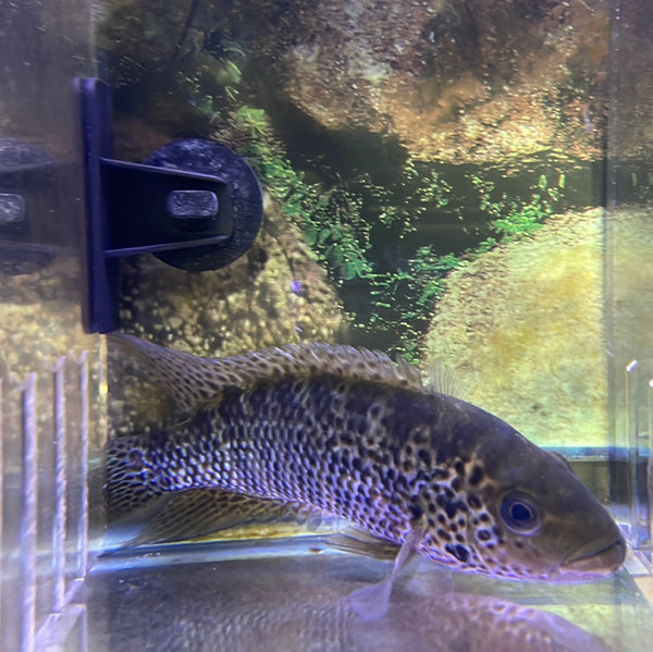 False Yellow Jacket Cichlid (Parachromis Motaguensis)
