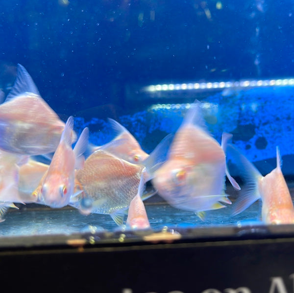 Short Body Albino Tinfoil Barb (Barbonymus schwanenfeldii)