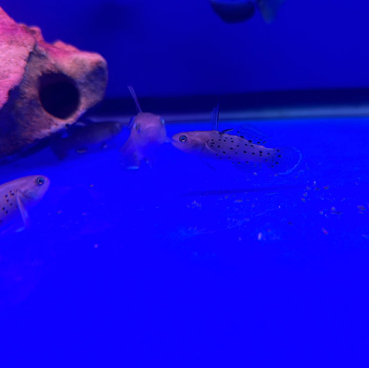 Knight Goby (Stigmatogobius sadanundio)