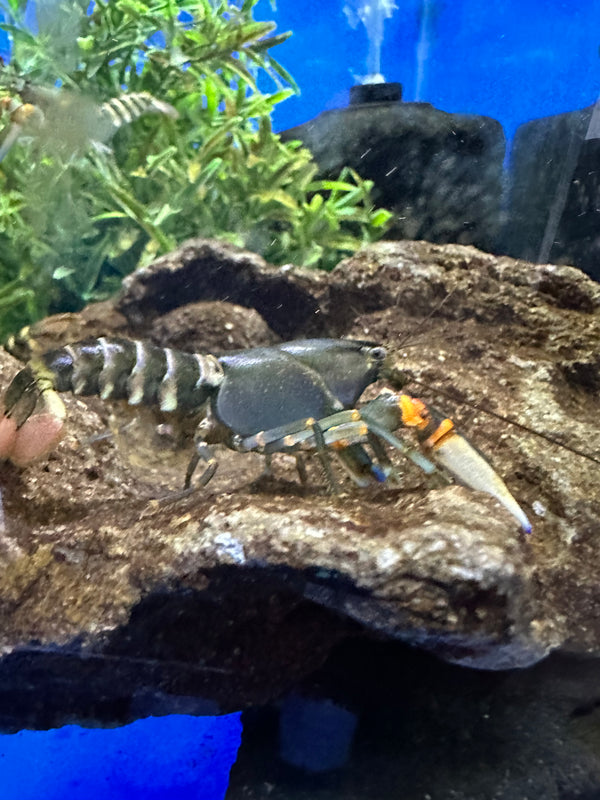 Blue claw Crayfish (Cherax peknyi)