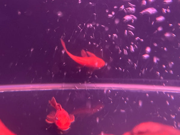 Super Red Bristlenose pleco (Ancistrus sp.)