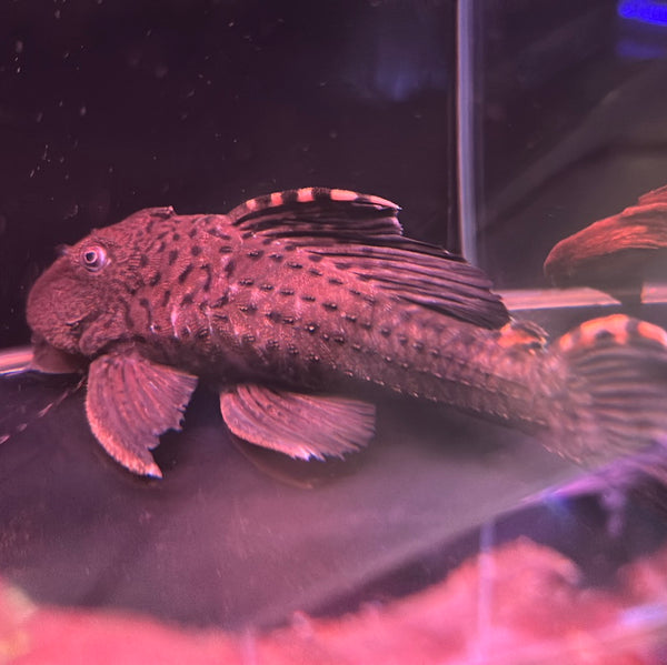 L91 Three Beacon Pleco (Leporacanthicus triactis)