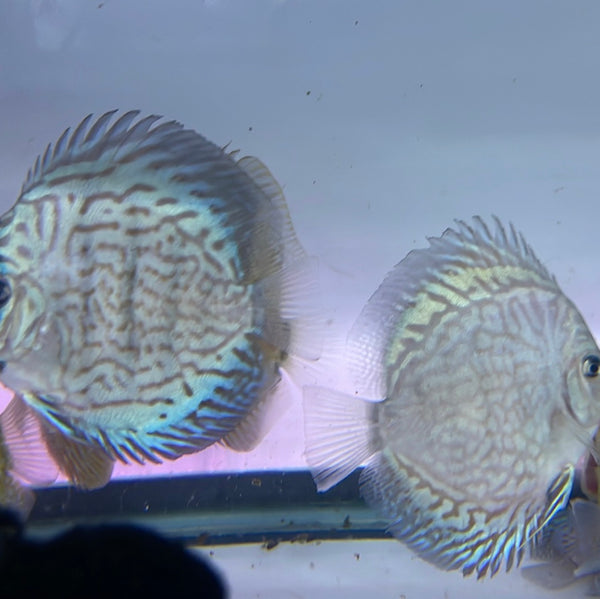 Blue Turquoise Discus (Symphysodon aequifasciatus)