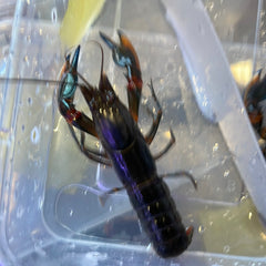 Black Kong Crayfish (Cherax alyciae)