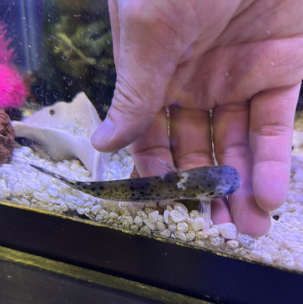 Ninja woodcat catfish (titia musaiea)