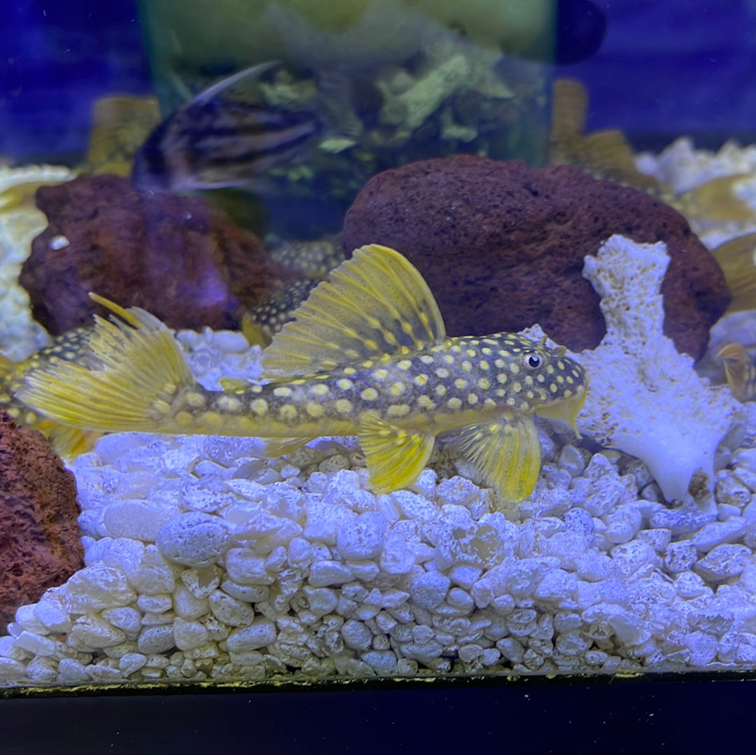 Buy Plecostomus Fish Online - Monster aquarium – monsteraquariumonline