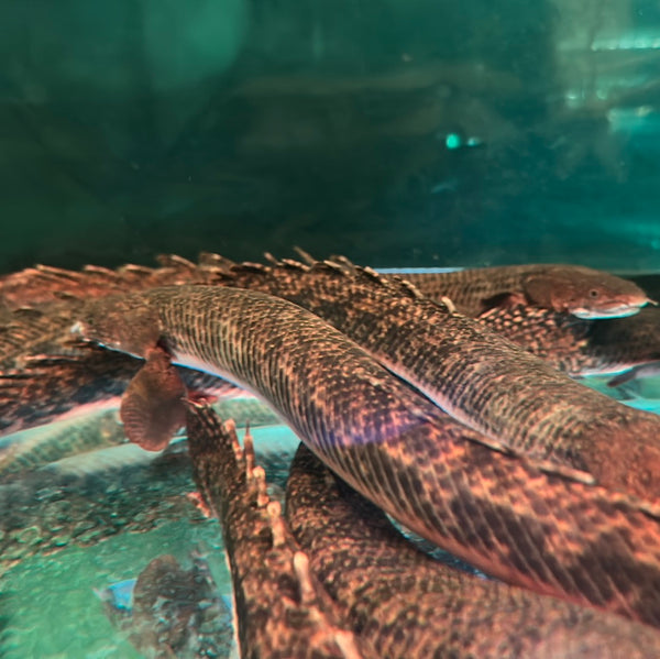 Teugelsi Polypterus Bichir (Polypterus teugelsi)
