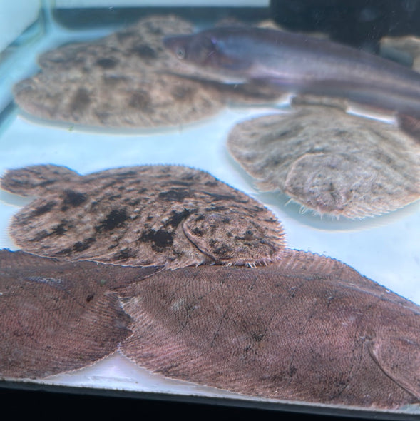 Flounder ( Hypoclinemus mentalis )