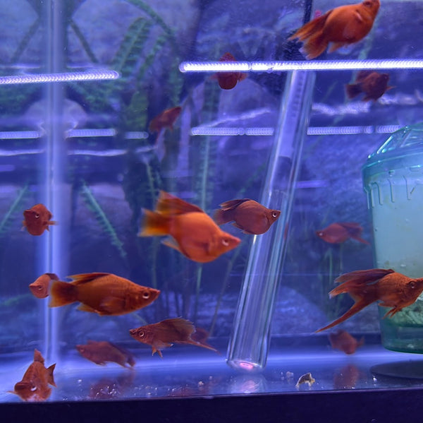 Balloon Super Red Albino Cauliflower Swordtail (Xiphophorus Helleri)