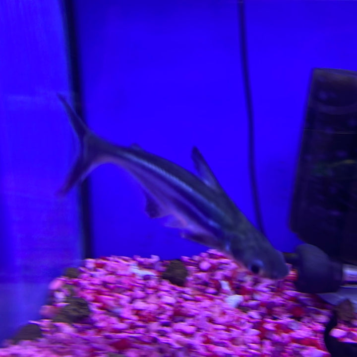 Iridescent Shark (Pangasianodon hypophthalmus)