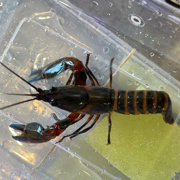 Red Tiger Crayfish (Cherax peknyi)