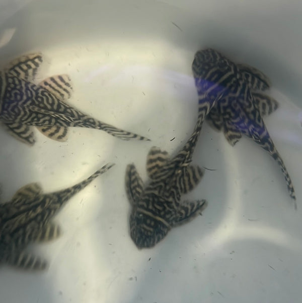 L333 King Tiger Pleco (Hypancistrus sp.)