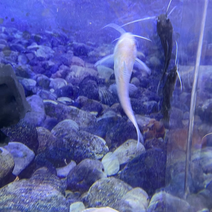 Albino multipunctatus Synodontis Catfish (Synodontis multipunctatus)