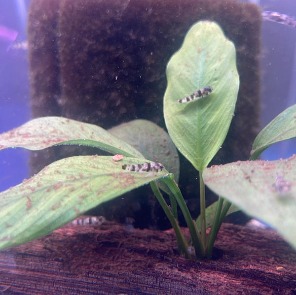 Bumble bee goby (Brachygobius xanthozonus)