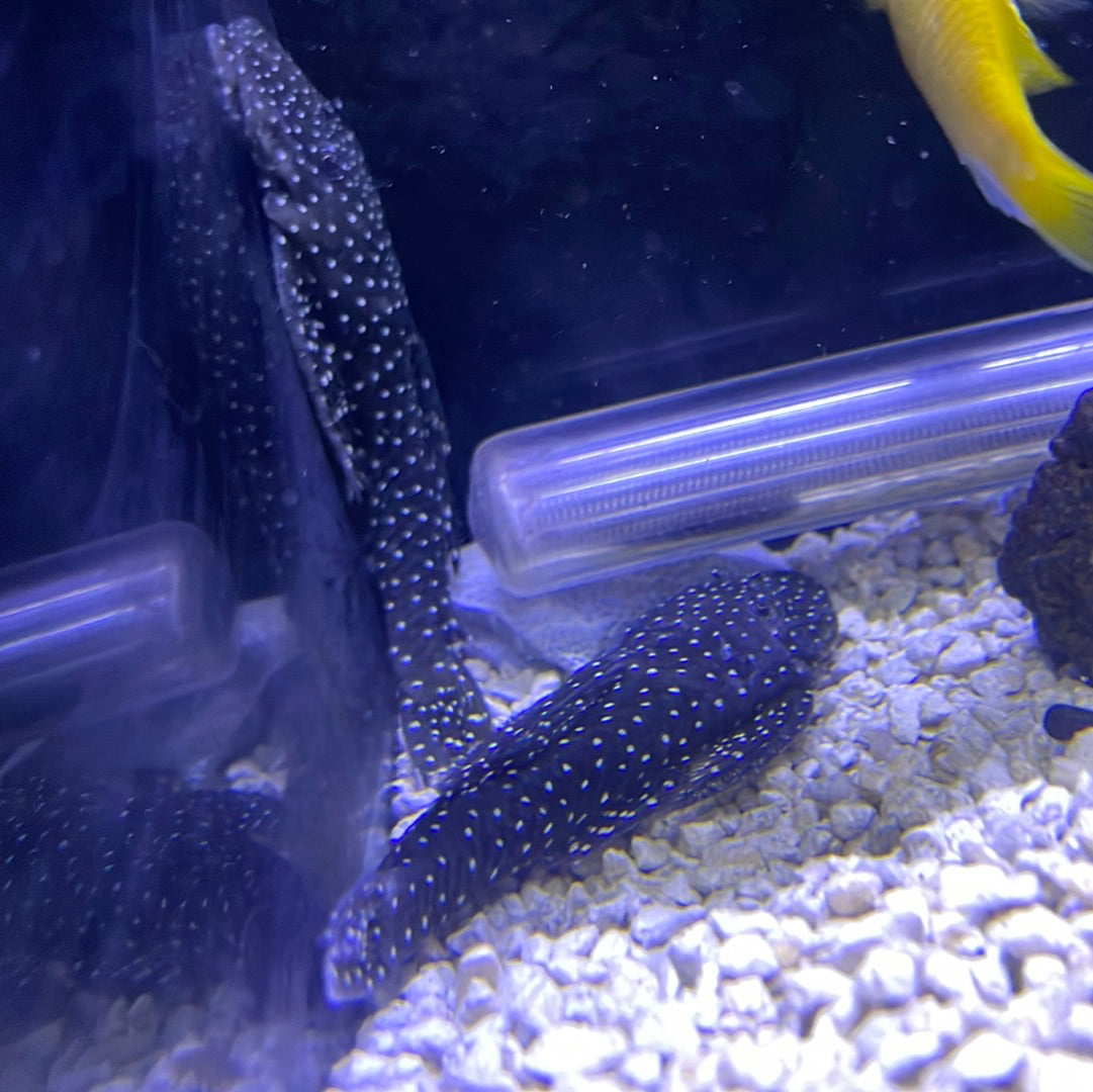 L235 Flat Flyer Pleco (Pseudolithoxus anthrax) – monsteraquariumonline