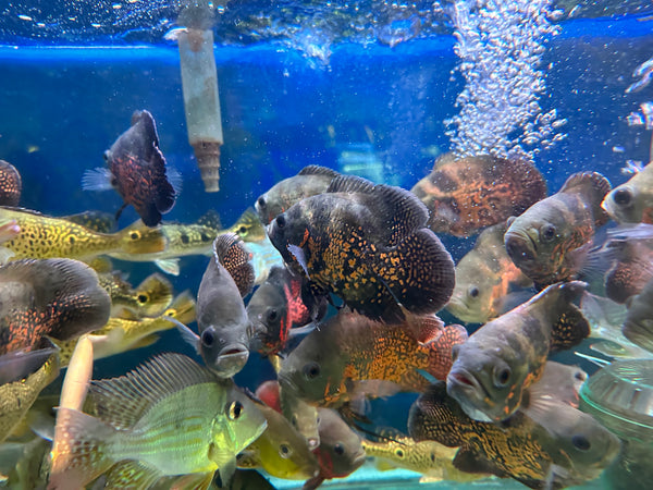 Short Body Tiger Oscar (Astronotus ocellatus)