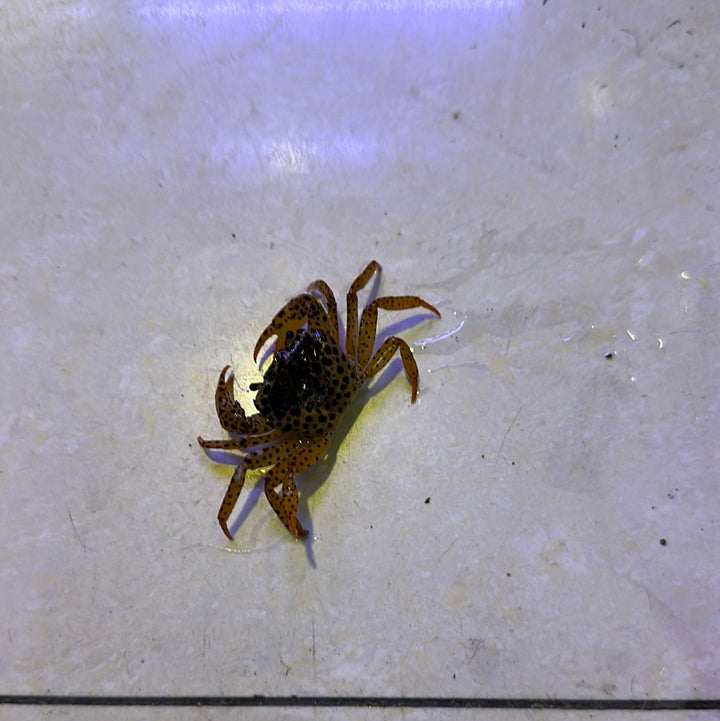 Panther Crab (Parathelphusa pantherina)