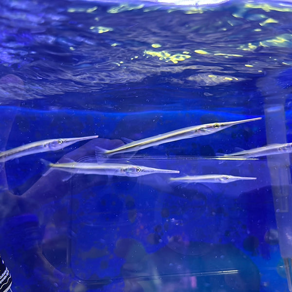 Needle Nose Gar (Xenentodon cancila)