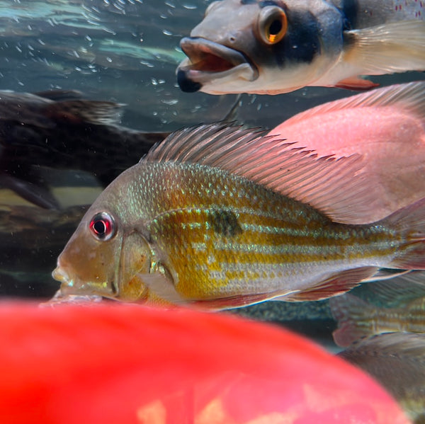 Winemillerii Geophagus (Geophagus winemilleri)